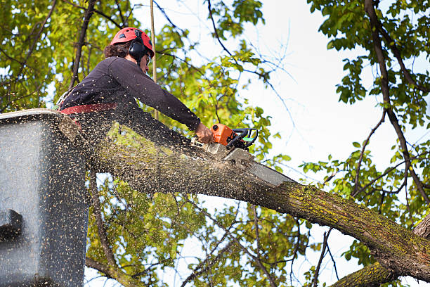 Best Lawn Mowing  in Keokuk, IA