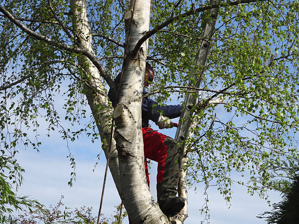 Best Tree Trimming and Pruning  in Keokuk, IA